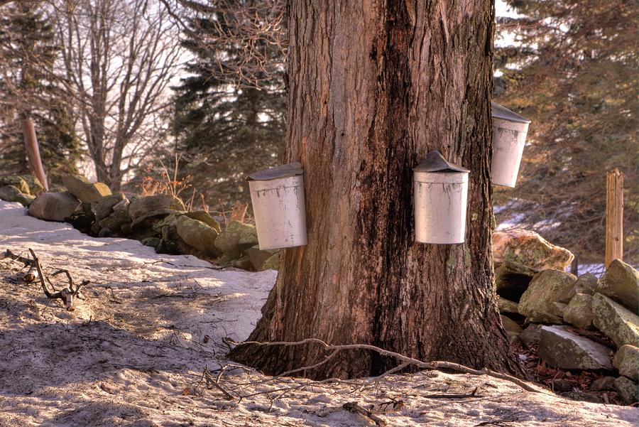 Maple Syrup Buckets Photograph by Tom Singleton