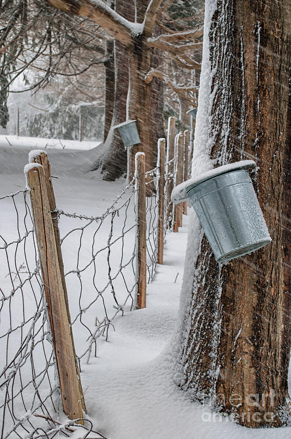 Maple Syrup Pails Photograph by Scott Thorp Fine Art America