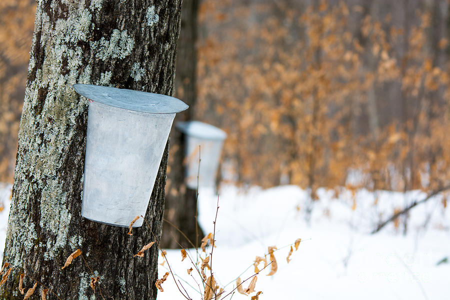 Maple Syrup Time Photograph by Cheryl Baxter