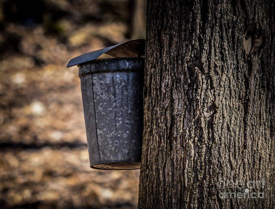 Maple Syrup Time Collecting Sap Photograph by Ronald Grogan