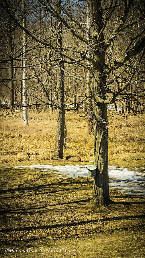 Tree Photograph - Maple Syrup Time by LeeAnn McLaneGoetz McLaneGoetzStudioLLCcom