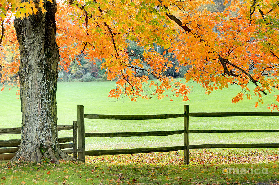 Maple Tree and Fence Photograph by Oscar Gutierrez