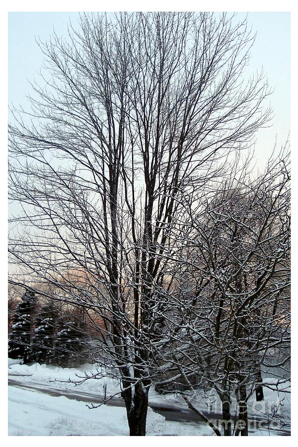 Winter Photograph - Maple Tree At Longwood Winter 2008 by Patricia E Sundik