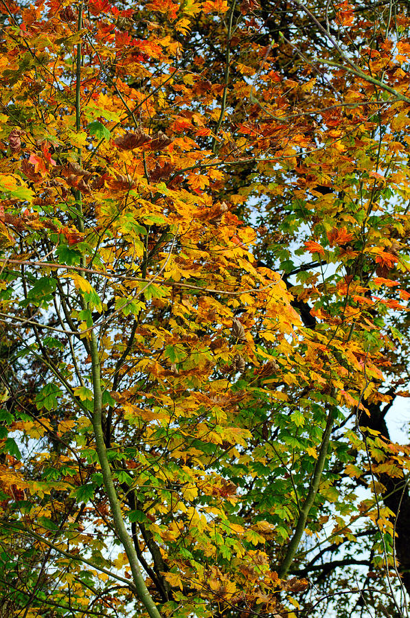 Maple Tree Autumn Photograph by Tikvahs Hope