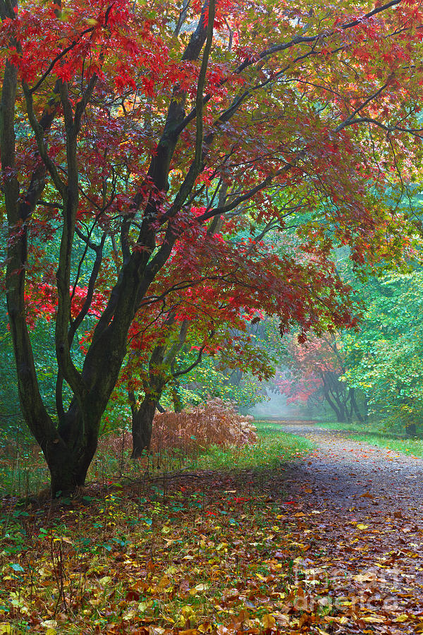 Tree Photograph - Maple tree Avenue in Autumn  by Richard Thomas