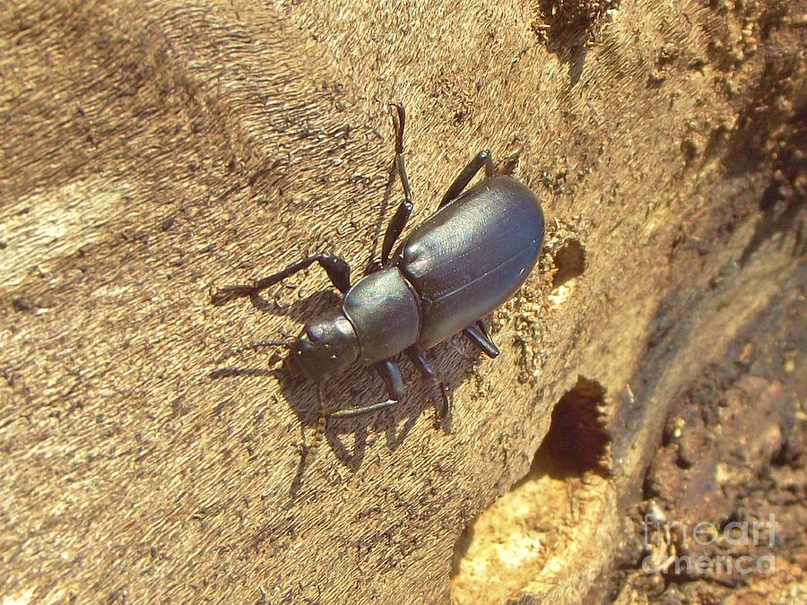 Maple Tree Boring Beetle Indiana Winter Photograph by Rory Cubel - Pixels