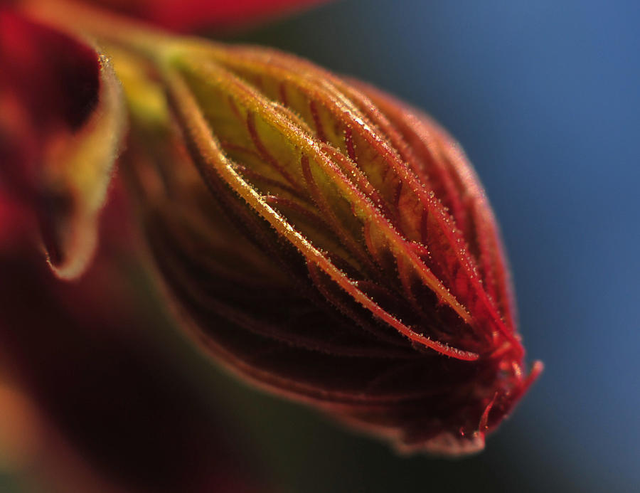 Maple Tree Bud Photograph by Terry DeLuco