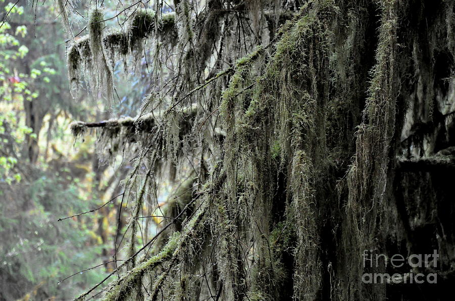 Maple Tree Covered With Moss In Hoh Rain Forest  3 Photograph by Tatyana Searcy