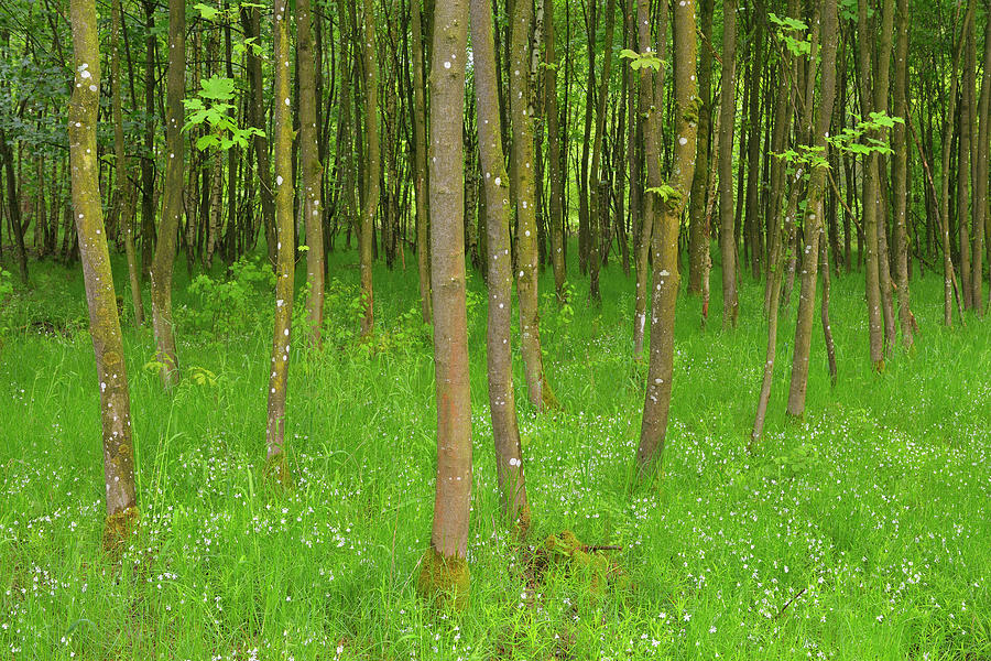 Maple Tree Forest Photograph by Raimund Linke