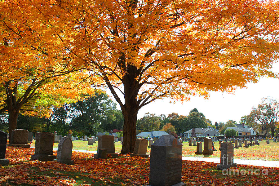 Maple Tree Hovering in the Cemetery Photograph by Rita Brown