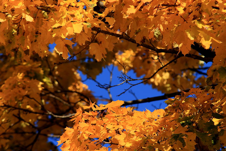 Maple Tree in Autumn Photograph by David Dufresne