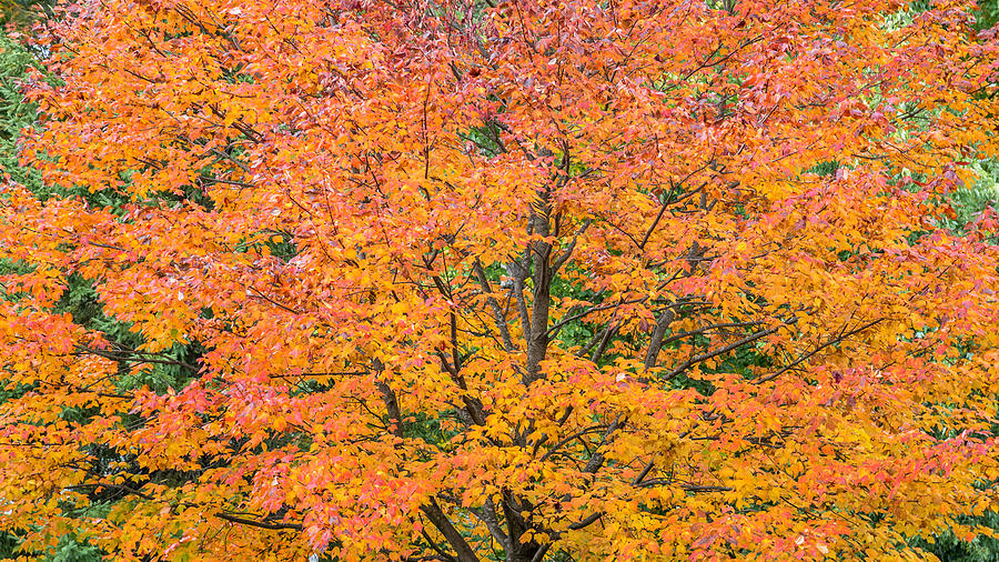 Maple tree in Autumn Photograph by Pierre Leclerc Photography