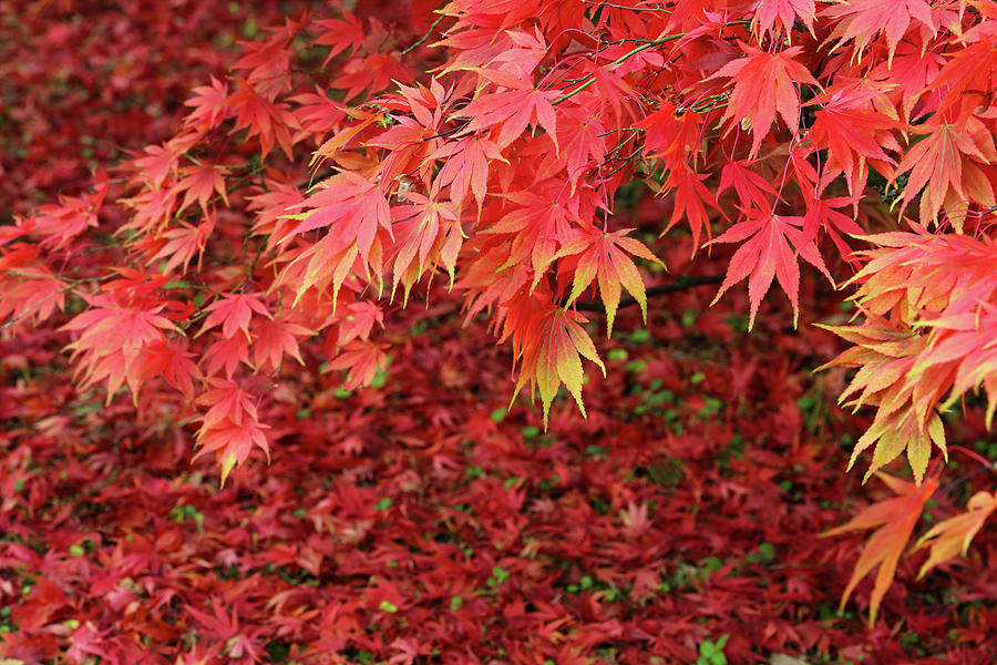 Maple Tree In Blaze Of Autumn Colour Photograph by Rosemary Calvert