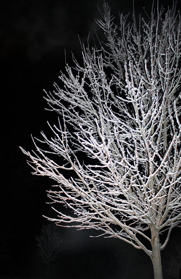 Maple Tree In Winter '13 Photograph by Jaime Maldonado