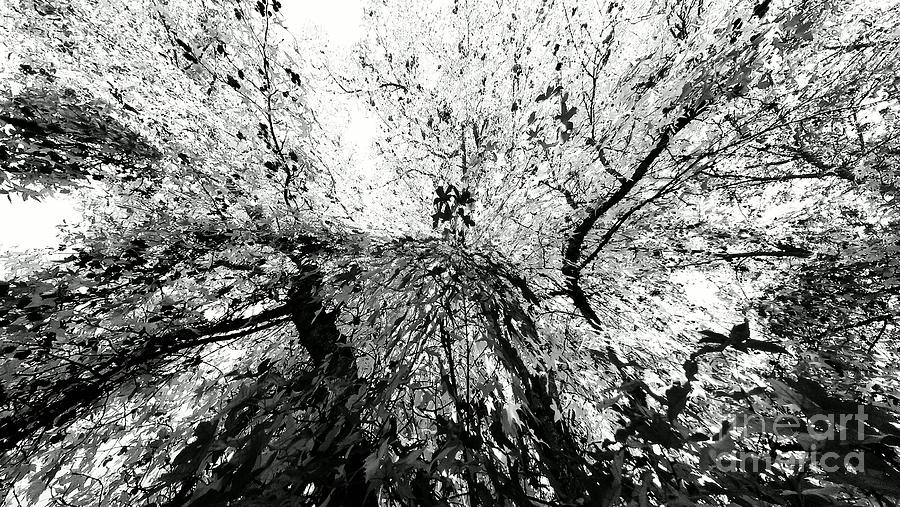 Maple Tree Inkblot Photograph by CML Brown
