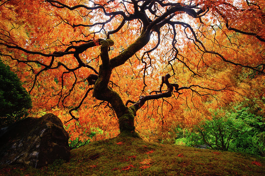 Maple Tree Photograph by Piriya Photography