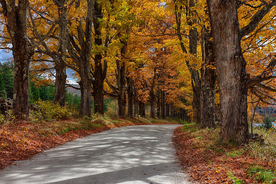 Maple Tree Road Photograph by Jeff Folger