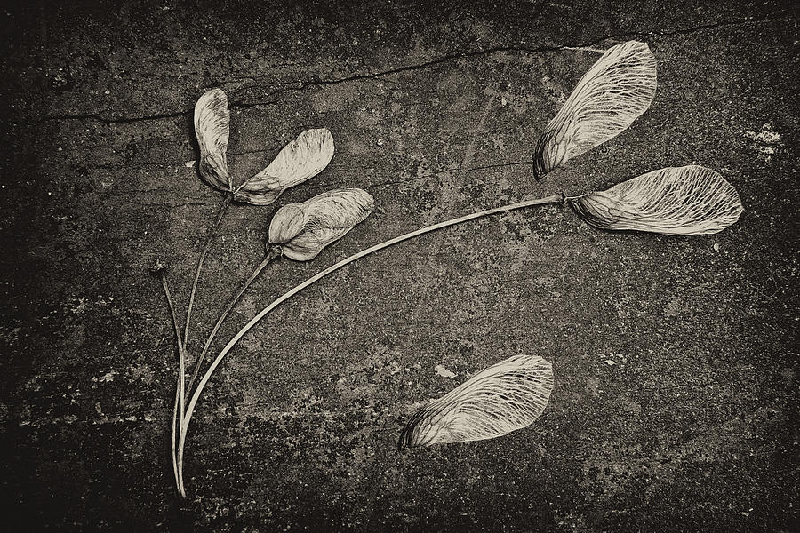 Black And White Photograph - Maple Tree Whirlybirds by Tom Mc Nemar