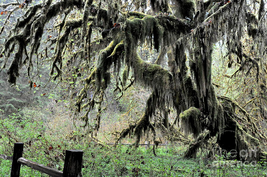 Maple Trees Covered With Club Moss In Hoh Rain Forest  1 Photograph by Tatyana Searcy