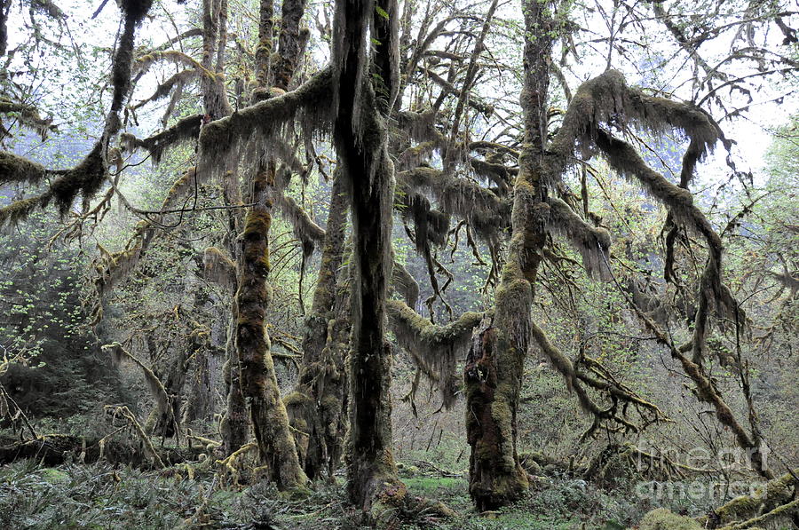 Maple Trees Covered With Moss in Hoh Rain Forest  2 Photograph by Tatyana Searcy