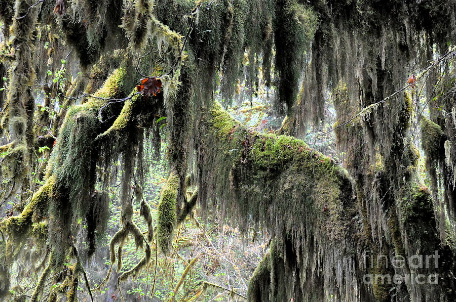 Maple Trees Covered With Moss In Hoh Rain Forest  4 Photograph by Tatyana Searcy