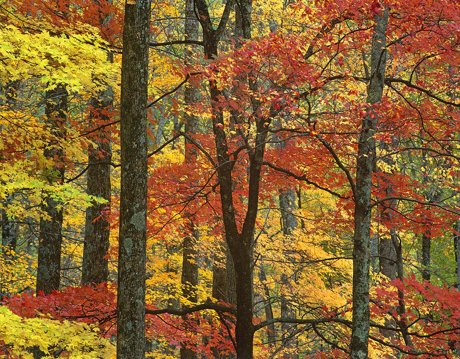 Maple Trees In Autumn Smoky Mts Photograph by Tim Fitzharris