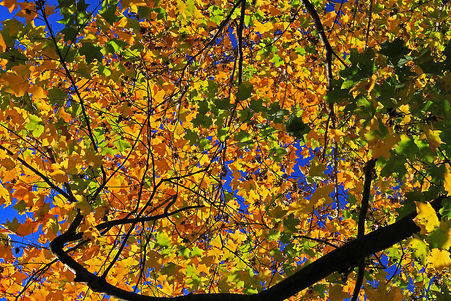 Maple View Photograph by Gary Kaylor