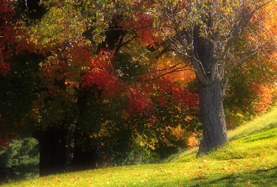 Maples in Autumn Photograph by Jim Vance