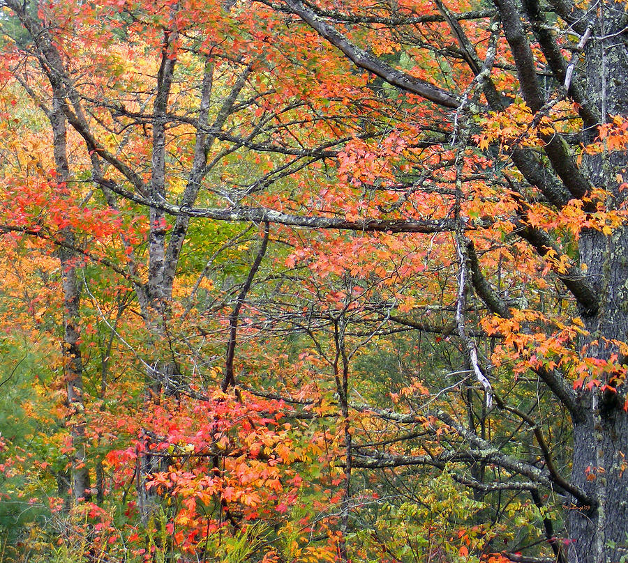 Maples in the Woods Photograph by Duane McCullough - Fine Art America