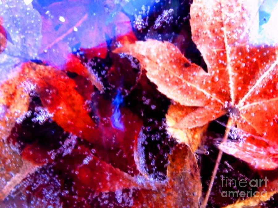 Maples On Ice Mixed Media by Michelle Stradford