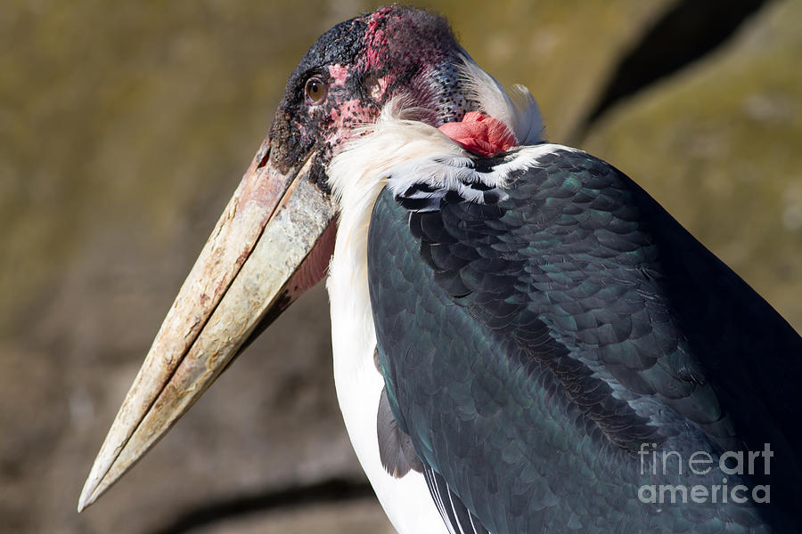 Marabou Stork 7D8870 Photograph by Wingsdomain Art and Photography