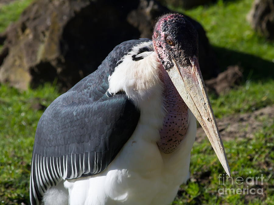 Marabou Stork 7D8885 Photograph by Wingsdomain Art and Photography