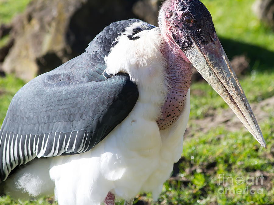 Marabou Stork 7D8886 Photograph by Wingsdomain Art and Photography