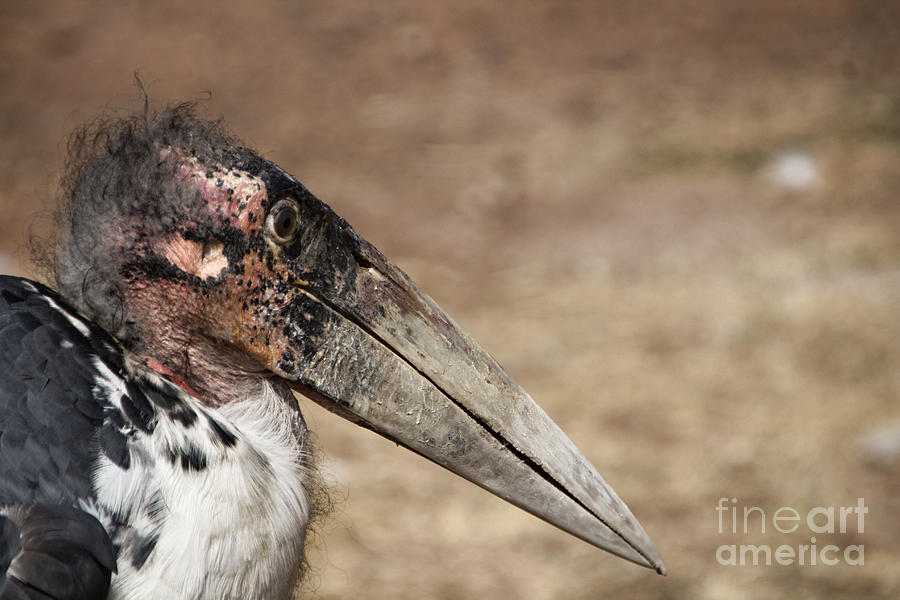 Marabou Stork Photograph by Douglas Barnard