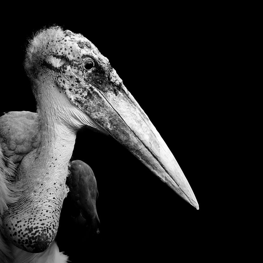 Marabou Stork Photograph - Portrait of Marabou Stork in black and white by Lukas Holas