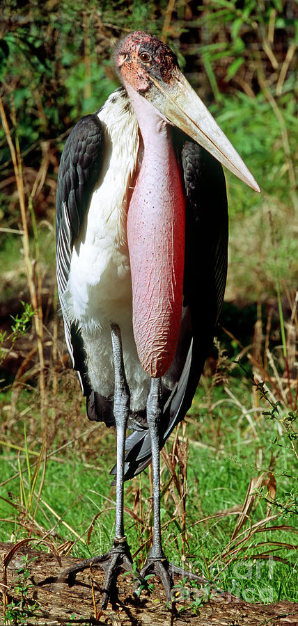 Marabou Stork Photograph by Millard H. Sharp