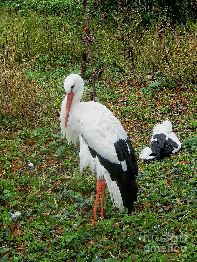 Marabou stork Photograph by Susanne Baumann