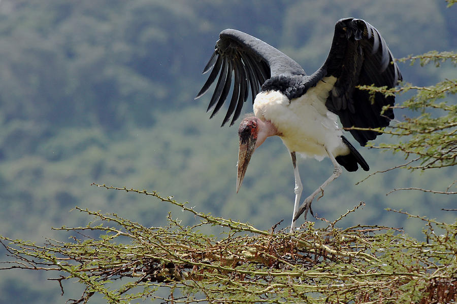 Marabou stork Photograph by Tony Murtagh