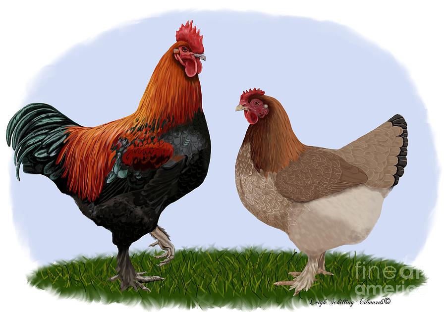 Rooster Drawing - Marans Rooster and Hen by Leigh Schilling.