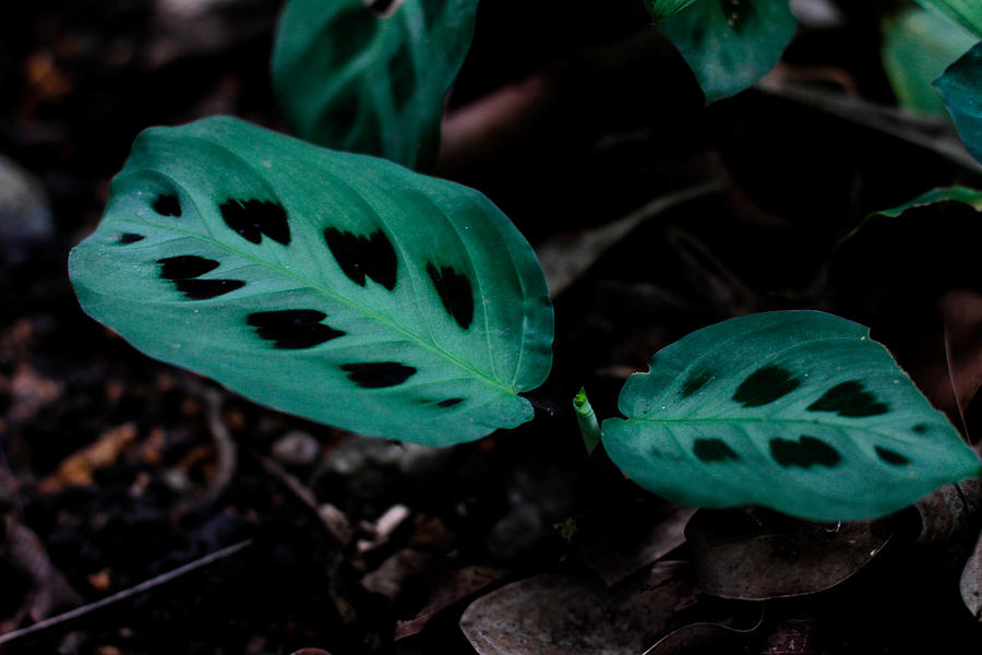 Maranta Leuconeura Photograph - Maranta Leuconeura by Donald Chen Maranta Leuconeura Photograph - Maranta Leuconeura by Donald Chen