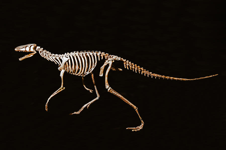 Marasuchus Photograph by Millard H. Sharp