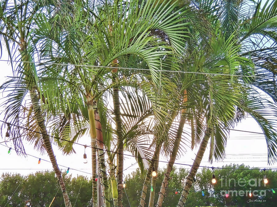 Marathon Palm Trees Photograph