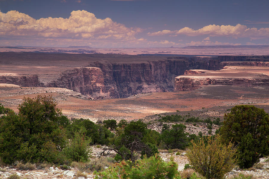 Marble Canyon With Trees In Foreground Photograph by Timothy Hearsum
