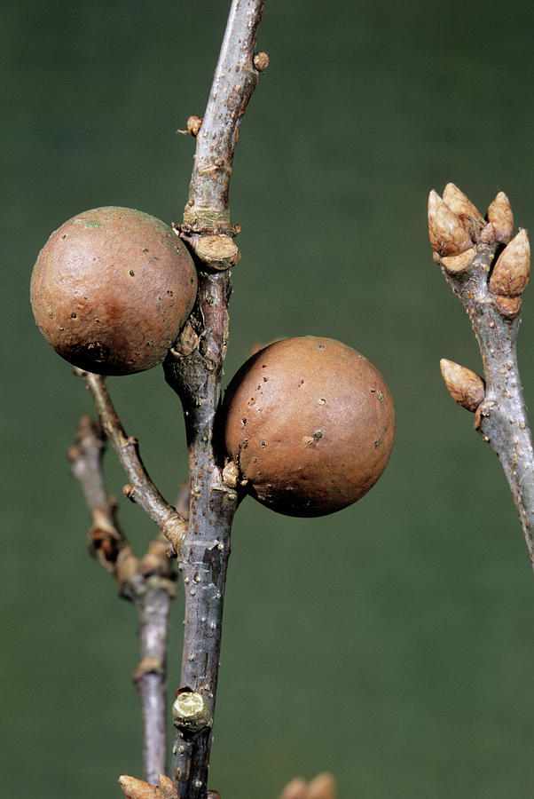 Marble Galls On Common Oak Tree Photograph by Bob Gibbons/science Photo ...