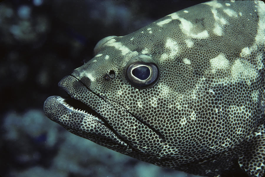 Marble Grouper Photograph by Andrew J. Martinez