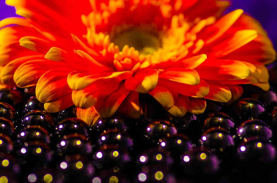 Marble sunflower Photograph by Gerald Kloss