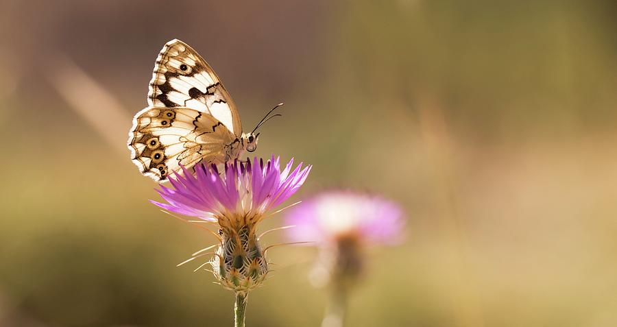 Marble White (melanargia Titea) Photograph by Photostock-israel/science ...