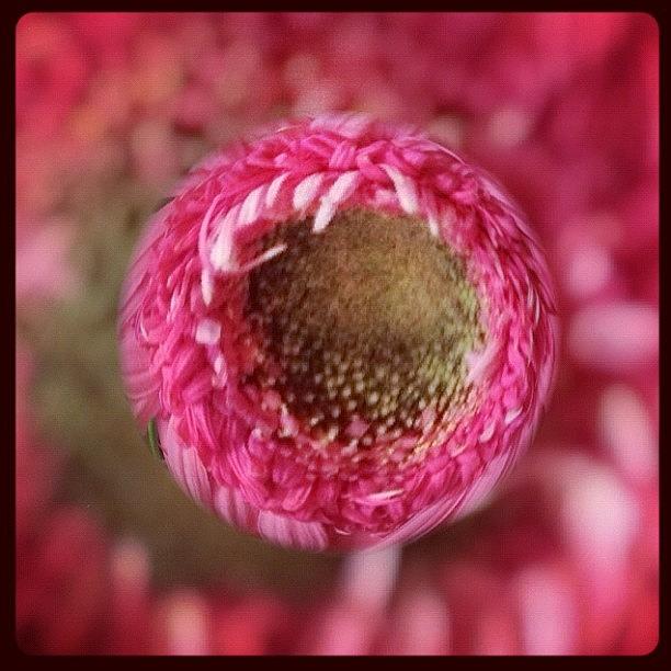 Flowers Still Life Photograph - #marblecam #flower #floral  #pink by Jan Pan