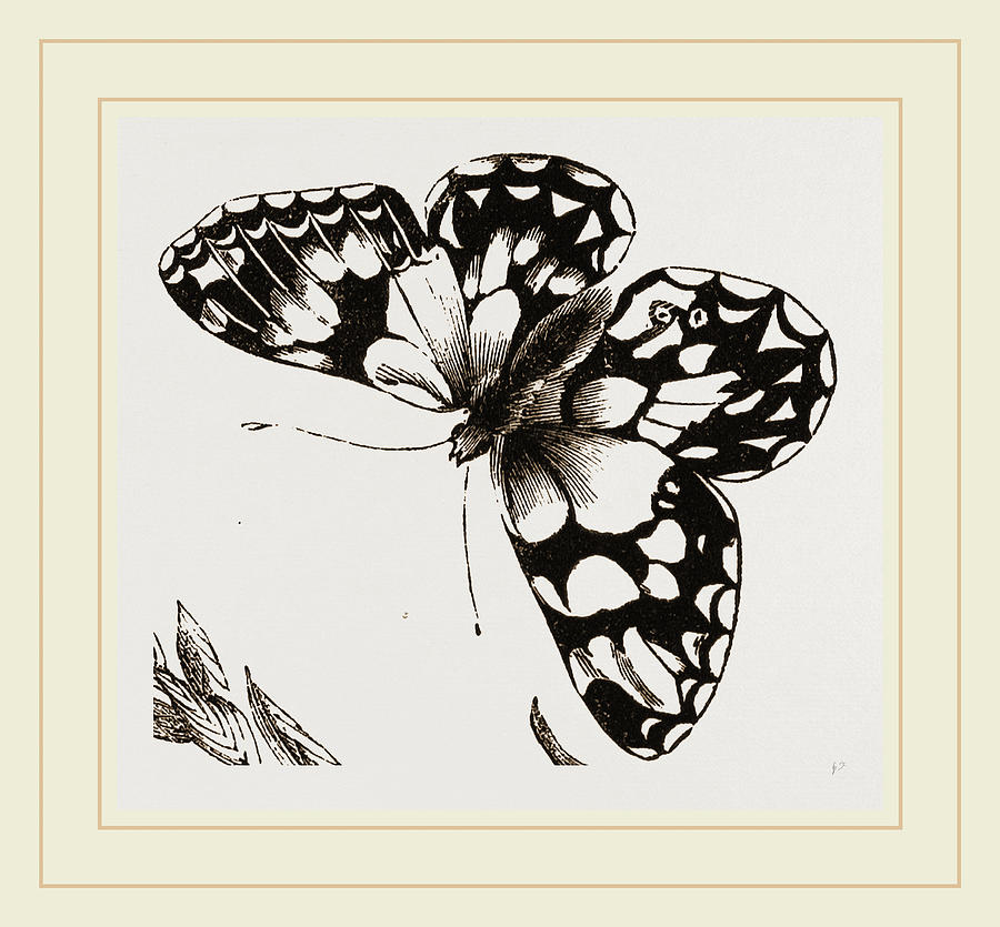 Marbled Butterfly Drawing by Litz Collection - Fine Art America