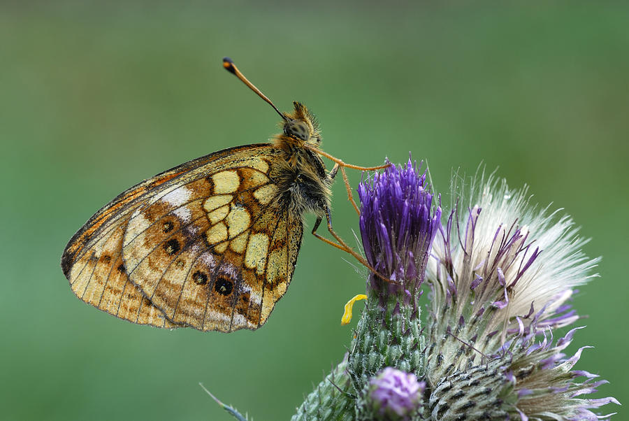 Marbled Fritillary On Thistle Swiss Alps Photograph by Thomas Marent